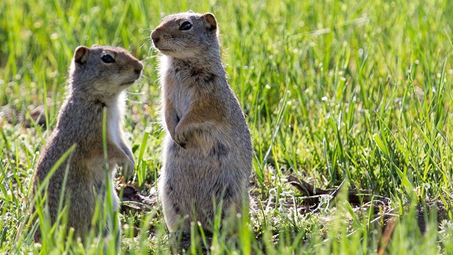 Two Uinta ground squirrels standing at attention is a grassy field.