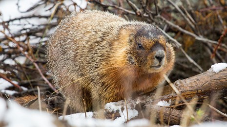 A yellow-bellied marmot seen amongst brush and snow.