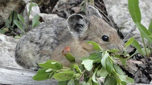 Pika carrying vegetation in its mouth.