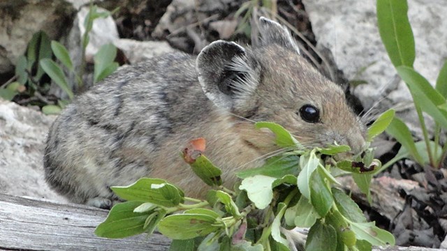 Pika carrying vegetation in its mouth.