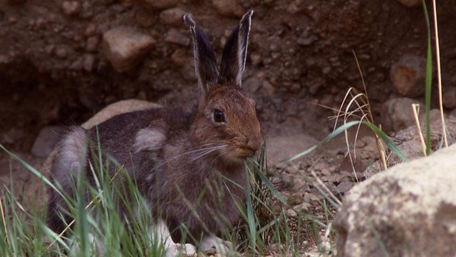 Brown-colored snowshoe hare sitting in a patch of grass and rocks.
