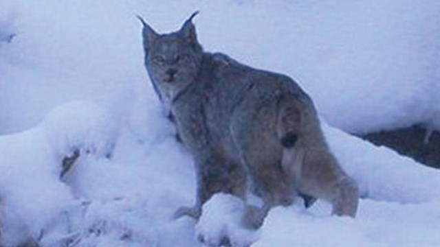 A lynx along a snowy river bank.
