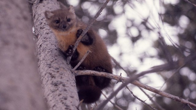 A reddish-brown marten up in a conifer tree.
