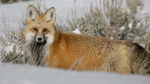 A red fox staring across a snowy field.