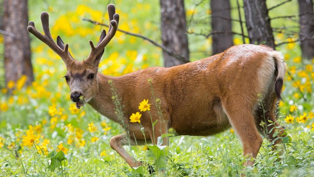 A mule deer buck in the springtime.