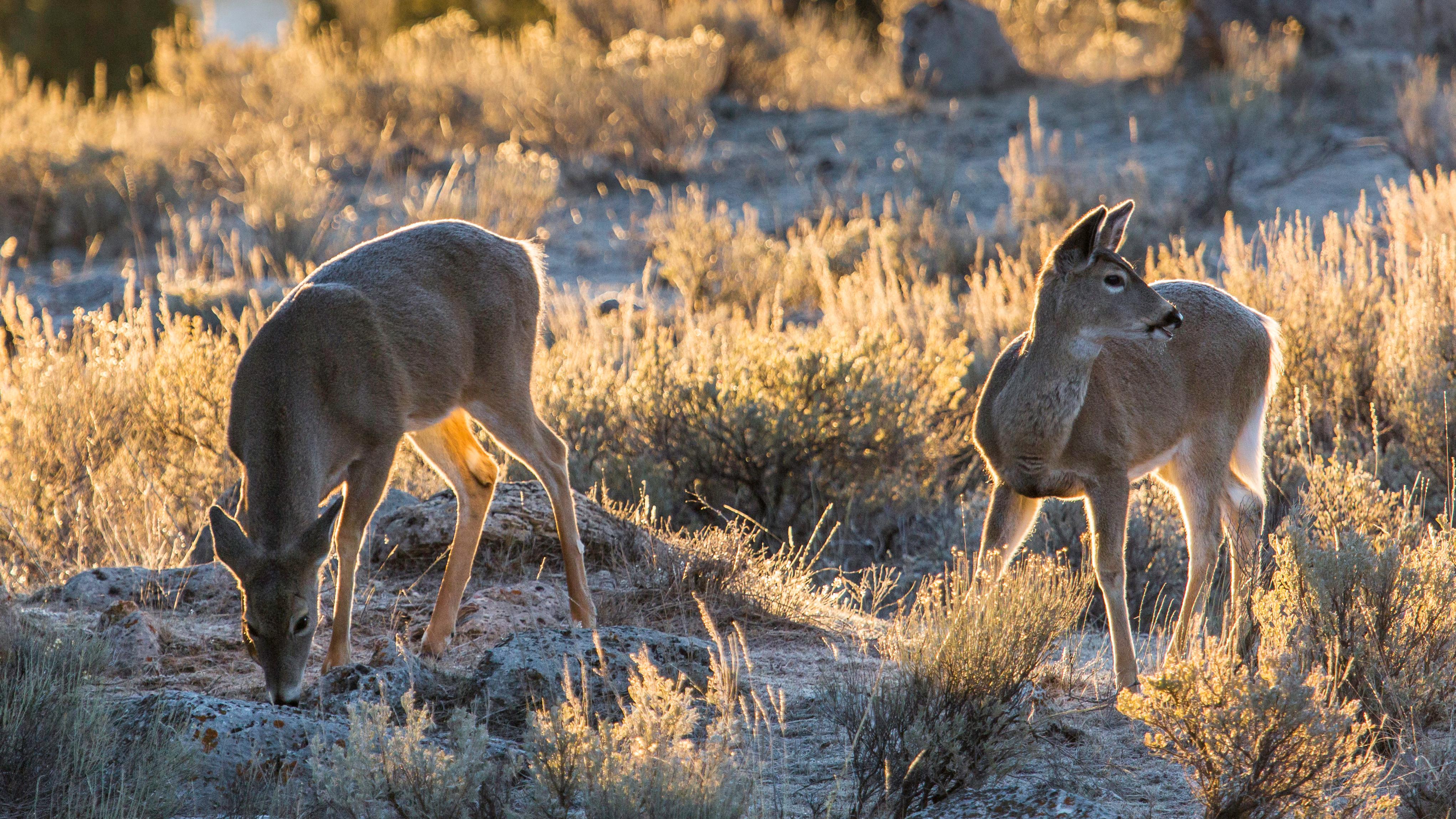 Two white-tailed deer browsing in the park.