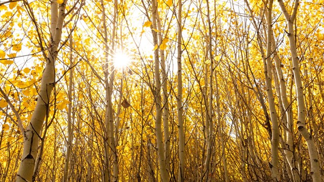 Sun shines through yellow aspen leaves.