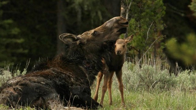 A moose without antlers lays on grass as a wet calf nuzzles its nose