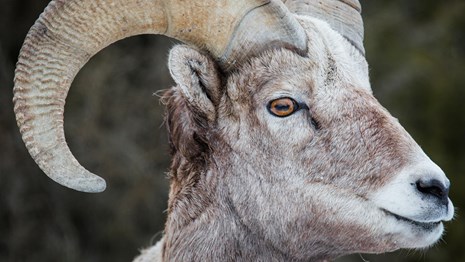 Profile of a bighorn sheep with curled horns