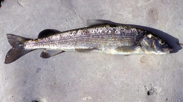 A silvery fish laying on a gray rock