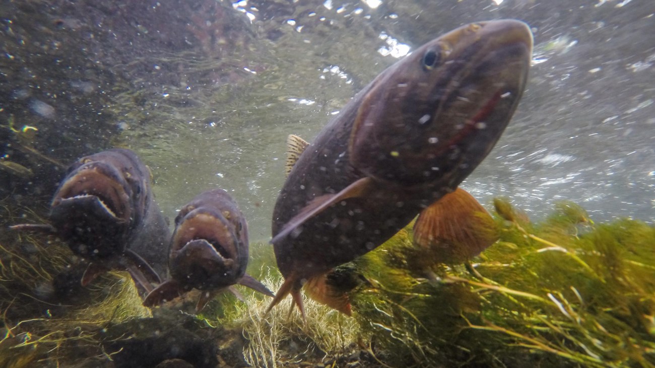 Three spotted fish with red jaws underwater
