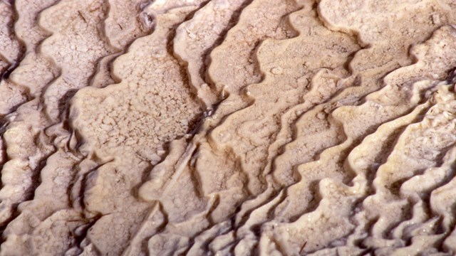 Traverine terraces of Mammoth Hot Springs host thermophilic bacteria.