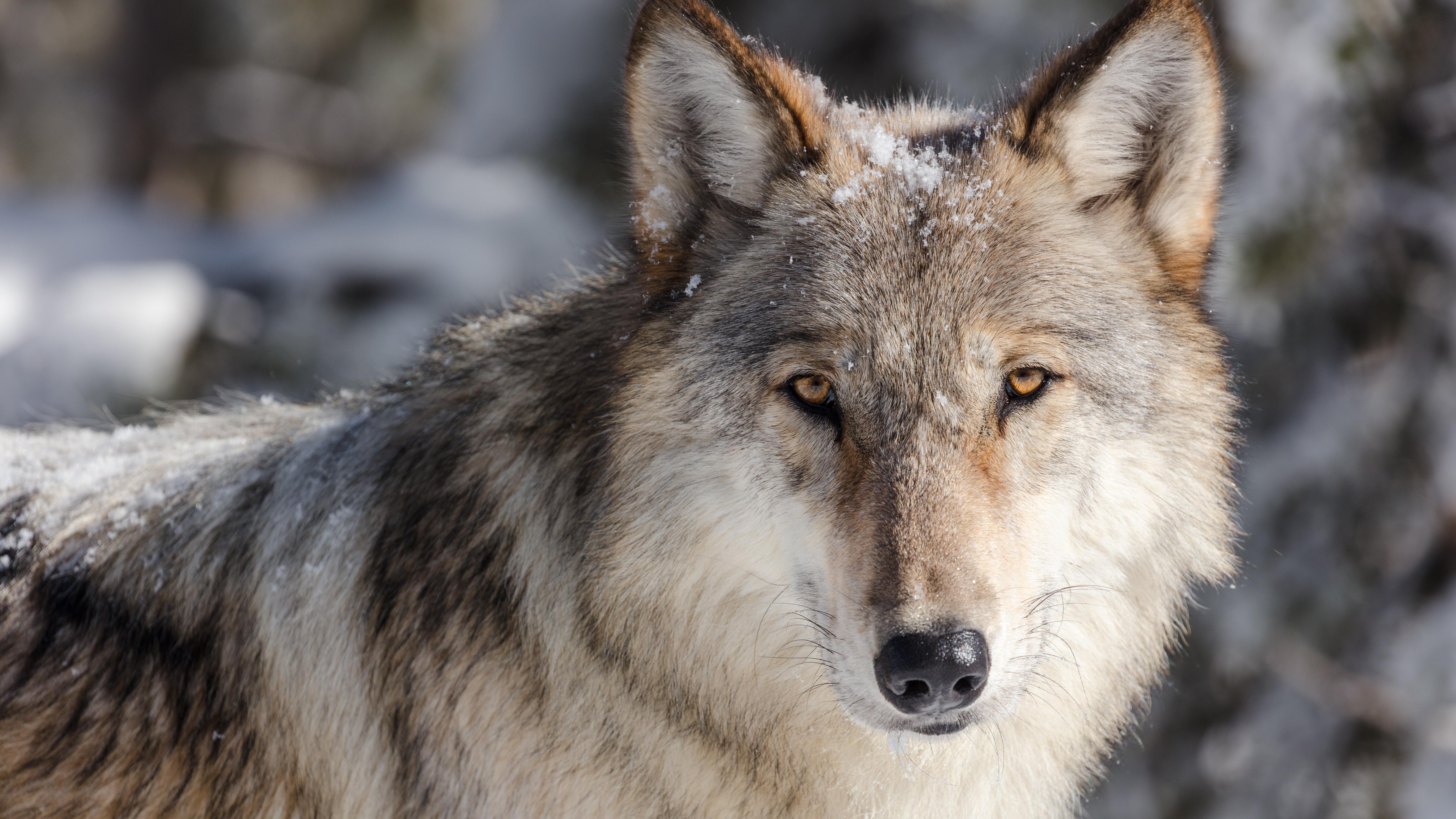 A gray wolf looks towards the camera