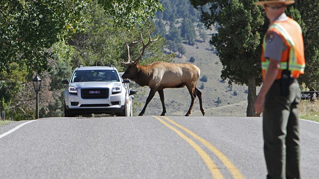 A person in a vest in the foreground while an elk walks in front of a vehicle.