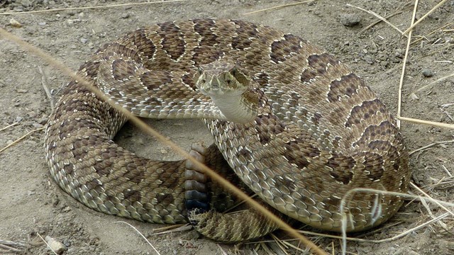 A tan and brown spotted snake with rattler in a coil