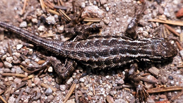 A dark gray, tan, and white striped lizard with small spikes on gravel