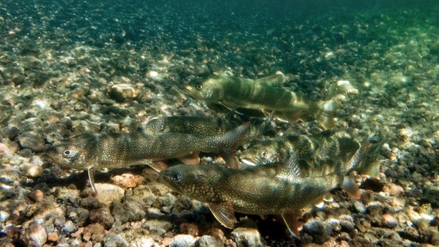 Spawning lake trout in Shoshone Lake