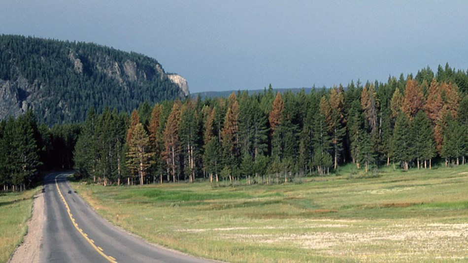Plants Yellowstone National Park (U.S. National Park Service)