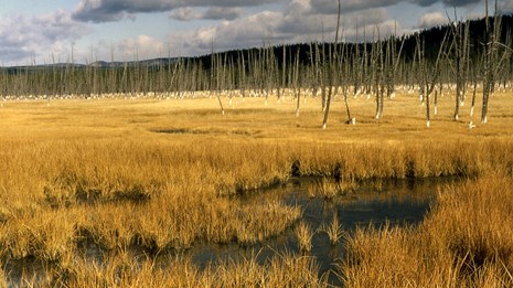 Grasses growing and dead trees standing in a watery meadow.