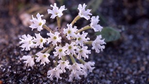 The white flowers of Yellowstone sand verbena grow in a ball shape.