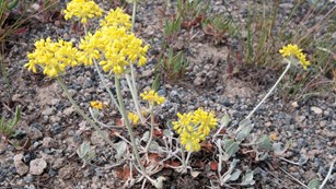 Pale green stems and bright yellow flowers of the Yellowstone Sulphur Flower.