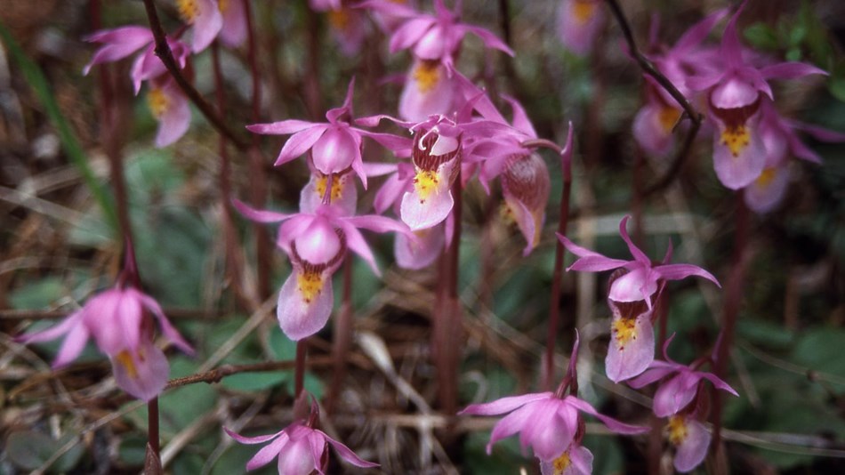 Plants - Yellowstone National Park (U.S. National Park Service)