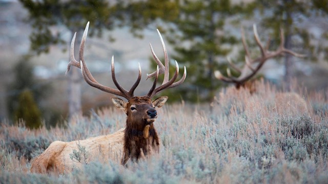 A pair of bull elk with large antlers resting in sagebrush.