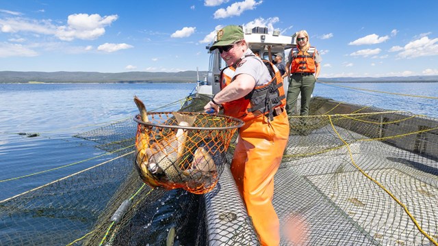 A biologist holds a net full of Yellowstone cutthroat trout