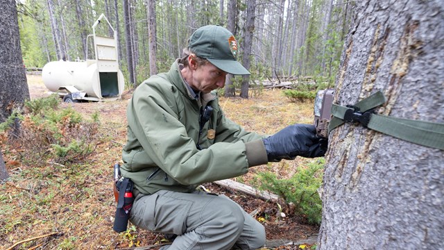 A biologist sets up a game camera in front of a culvert trap
