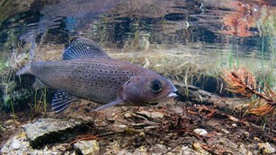 A gray fish with ark spots and dark stripes on fins