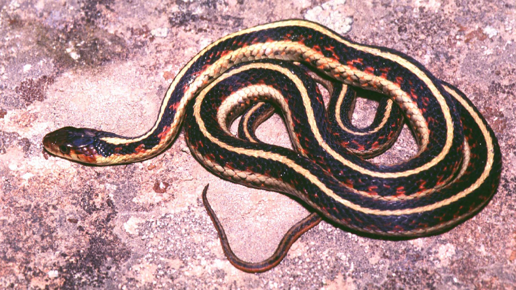 A black, white & red snake on a rock surface