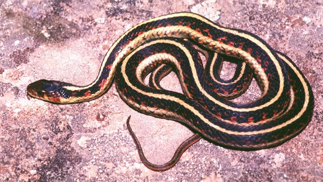 A black, white & red snake on a rock surface