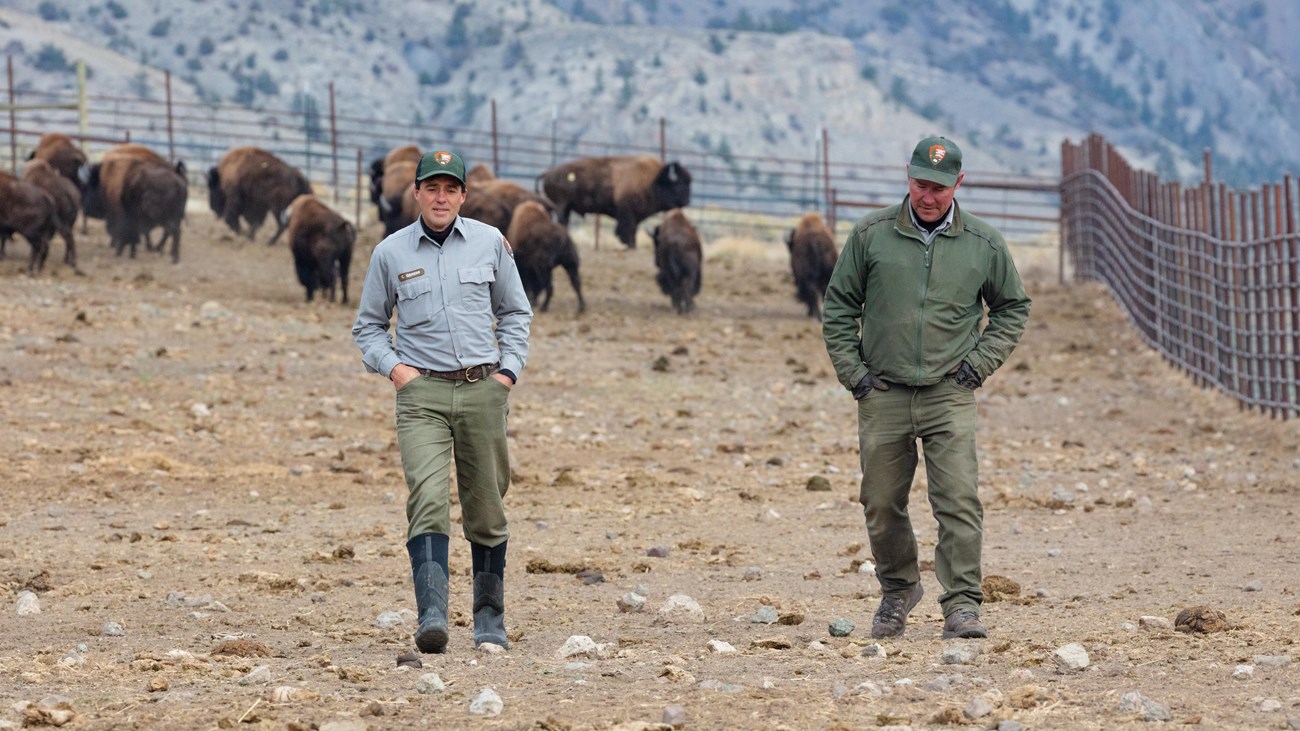 two park rangers walking with bison seen in the background