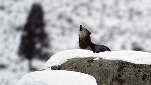 Wolf howling from atop a snowy boulder.