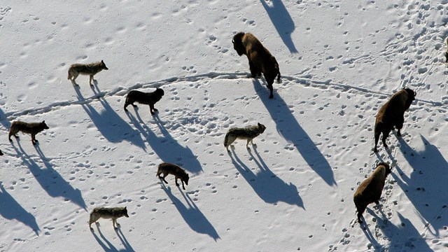Wolves and bison in a standoff in the winter sun.