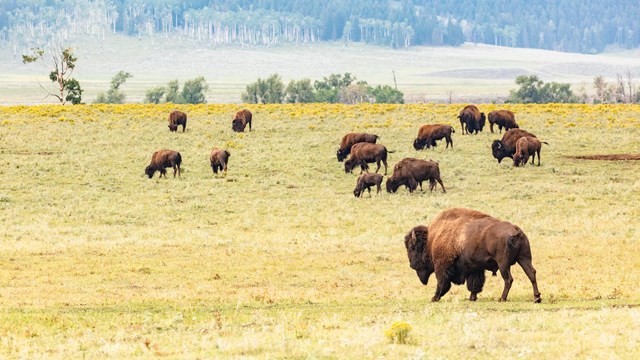 bison in Lamar Valley