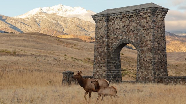 elk cow and calf walk past a stone arch and mountain