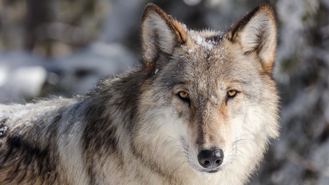 large male gray wolf