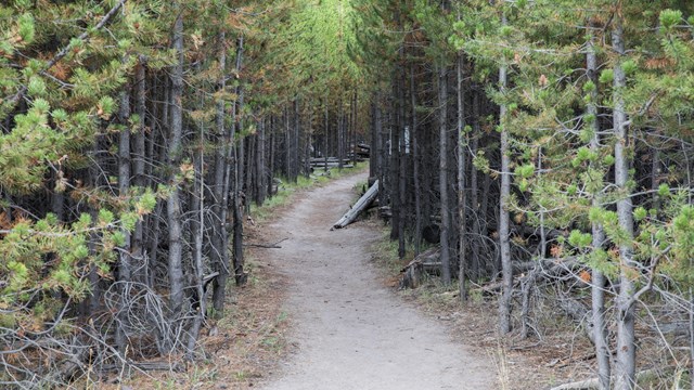 A trail meanders through a conifer forest.
