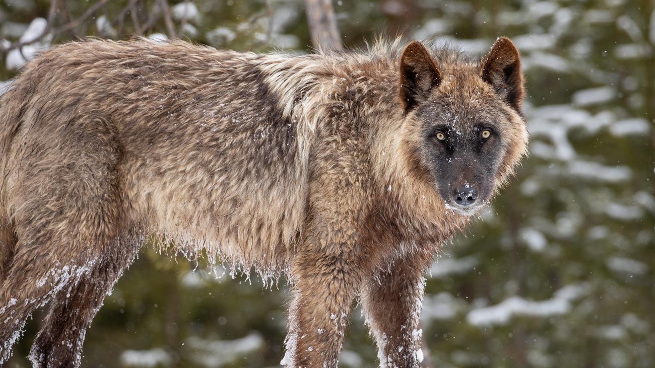 A black and gray colored wolf in snow