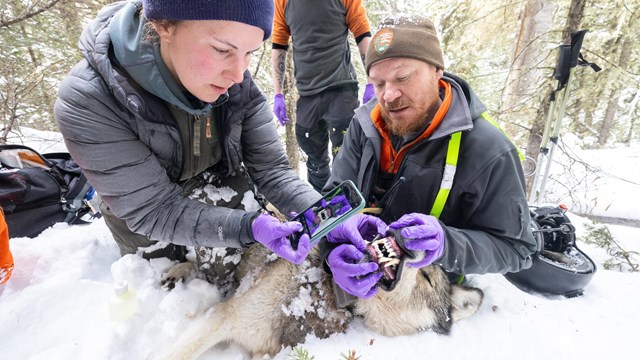 Park biologists take measurement on a wolf