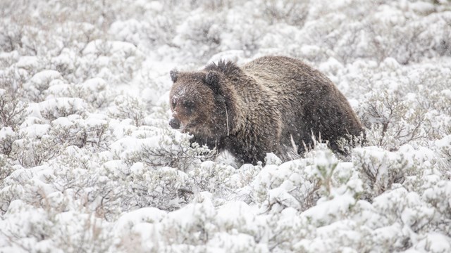 A grizzly bear walks through snow-covered sage brush