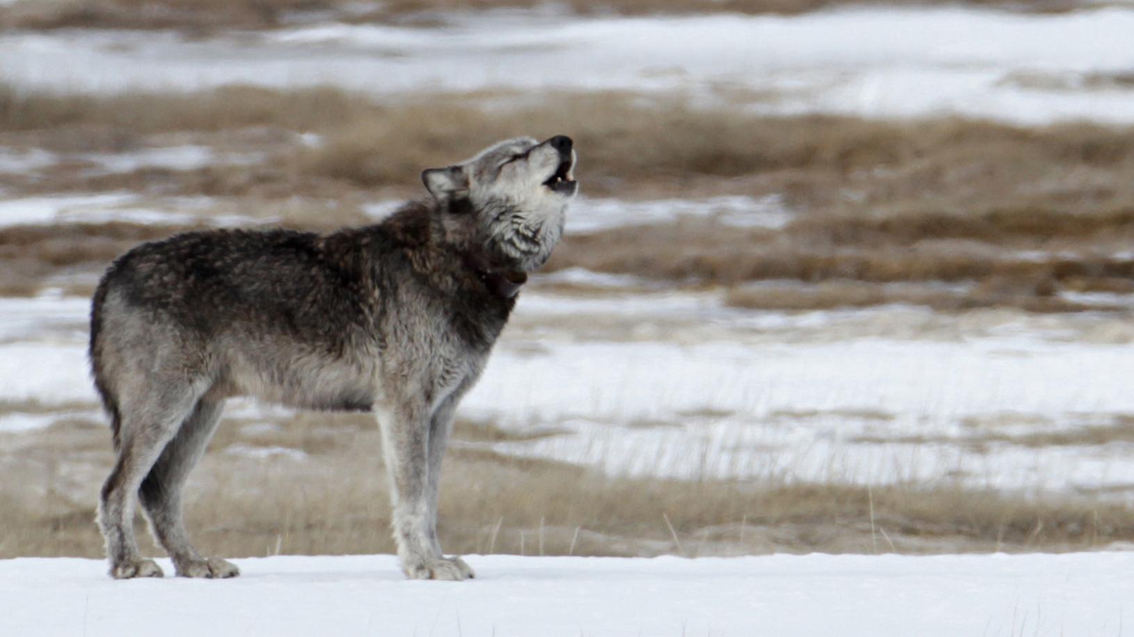 A lone wolf raises its head and howls.