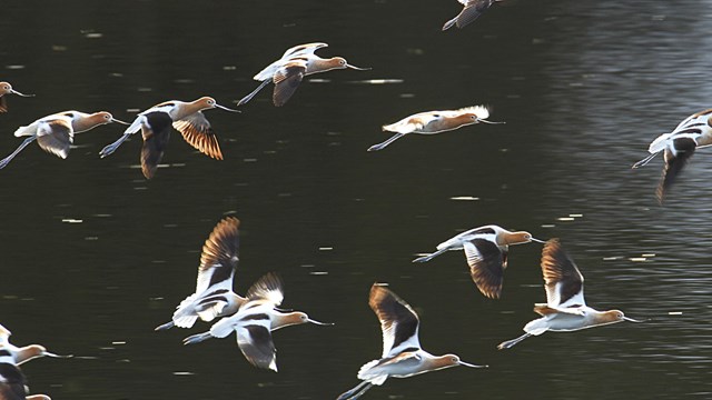 A group of rust-brown-headed birds fly over a body of water.