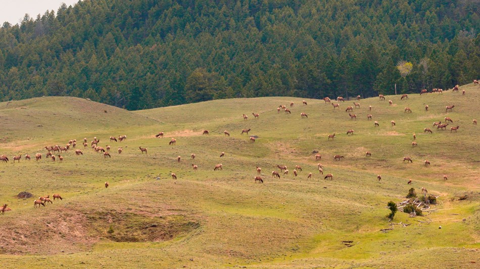 Elk graze across a grassy hillside while a forest grows on the mountain-side beyond.