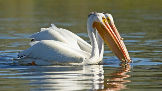 A pair of white pelicans floating on water.