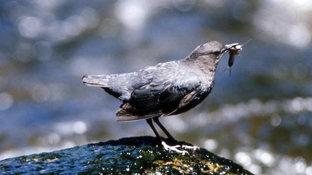 A small, gray bird perched on a rock along a stream holding an insect in its beak.