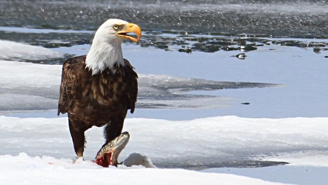 Bald eagle standing over a fish that it's eating.