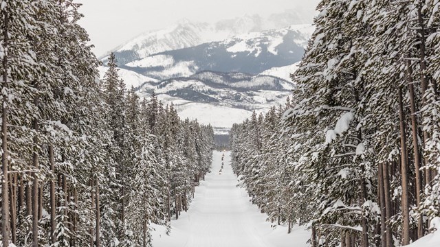 A line of snowmobiles on a snow-packed trail between trees.