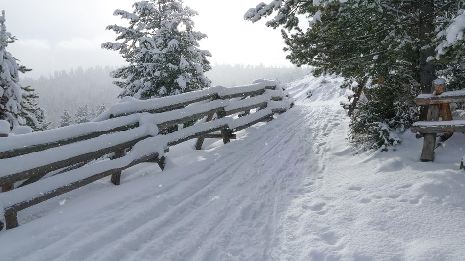 Ski trail running parallel to a wooden fence through a snowy forest scene.